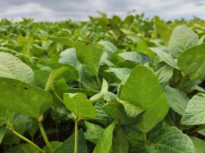 10. Dan polja Donau soje