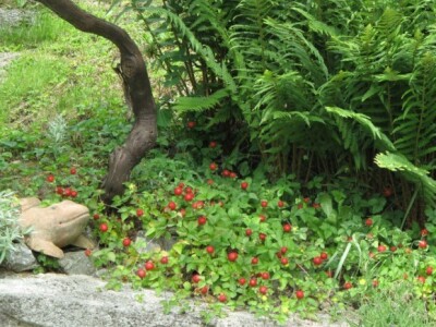 Lažna jagoda kao dekoracija u vrtu Lažna jagoda kao dekoracija u vrtu