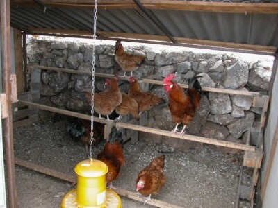 Koke hrvatice na Branimirovoj farmi (detalj) Koke hrvatice na Branimirovoj farmi (detalj)