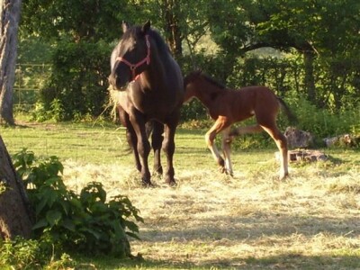 Ergela hrvatskog hladnokrvnjaka