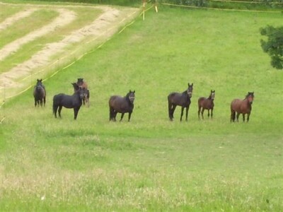 Ergela hrvatskog hladnokrvnjaka