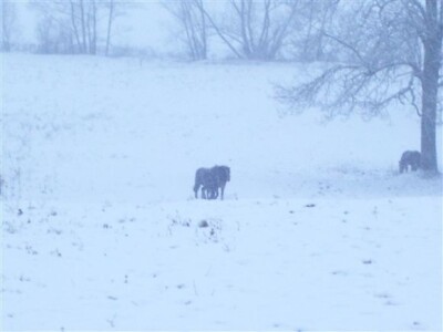 Ergela hrvatskog hladnokrvnjaka
