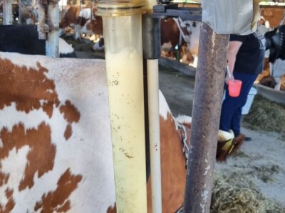 Kontrola mliječnosti