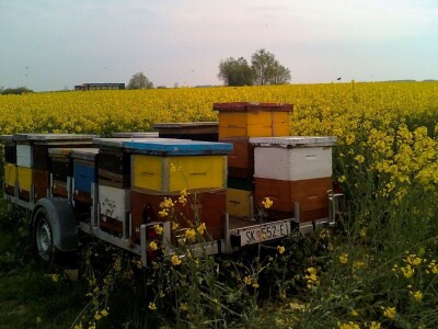 Slijepi pčelar Priljeva Slijepi pčelar Priljeva