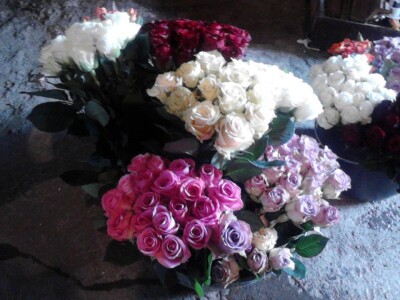 Ruže porodice Lazarević iz sela Maskare kod Varvarina