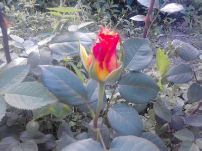 Ruže porodice Lazarević iz sela Maskare kod Varvarina