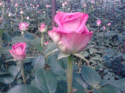 Ruže porodice Lazarević iz sela Maskare kod Varvarina