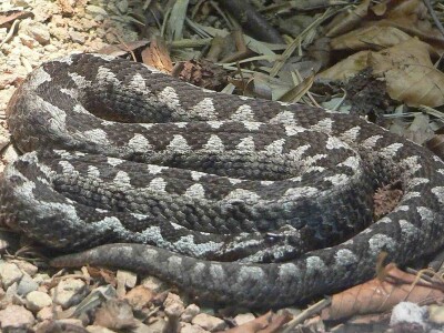 Ugriz zaštićenog poskoka usmrtio kozu, ovcu i ovna Ugriz zaštićenog poskoka usmrtio kozu, ovcu i ovna