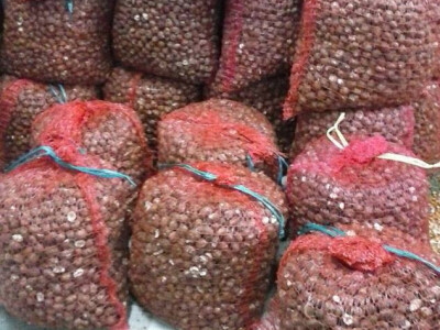 Lješnjak u vrećama spreman za "krckanje" Lješnjak u vrećama spreman za "krckanje"