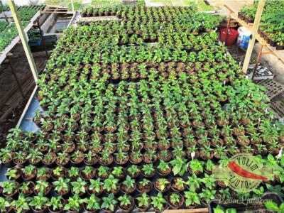 Sadnice za ljutomane