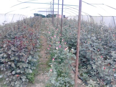 Ruže porodice Lazarević iz sela Maskare kod Varvarina