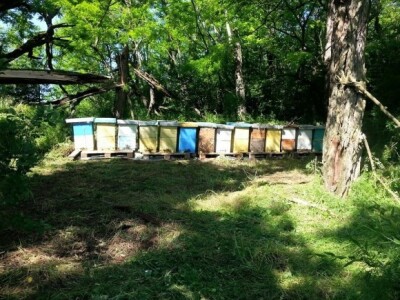 Organsko pčelarstvo Organsko pčelarstvo