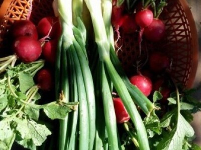 Agrikultura Orlović