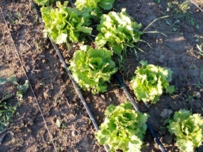 Agrikultura Orlović