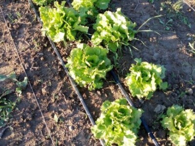 Agrikultura Orlović