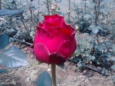 Ruže porodice Lazarević iz sela Maskare kod Varvarina