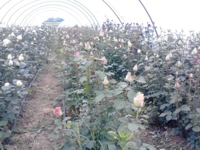 Ruže porodice Lazarević iz sela Maskare kod Varvarina