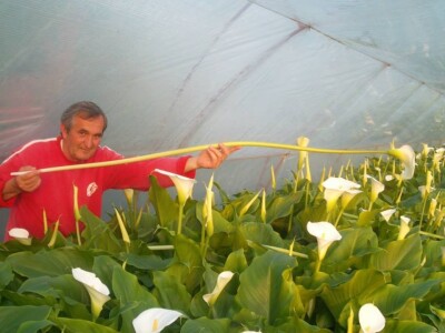 Miroslavljev otac u plasteniku