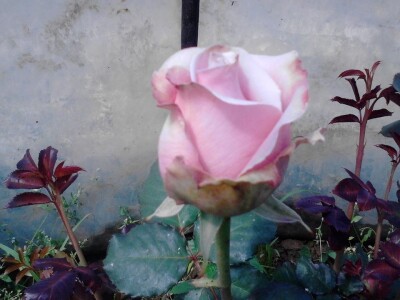 Ruže porodice Lazarević iz sela Maskare kod Varvarina