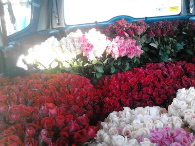 Ruže porodice Lazarević iz sela Maskare kod Varvarina