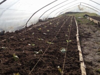 Agrikultura Orlović