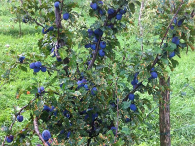 porodica-mujcic-iz-kozaruse7