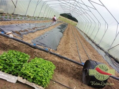 Projekt &quot;Volim ljuto&quot;