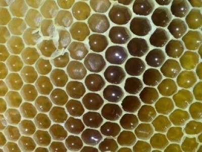 Organsko pčelarstvo Organsko pčelarstvo