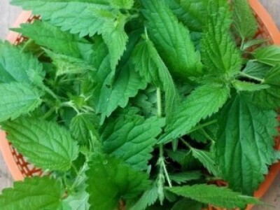 Agrikultura Orlović