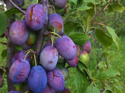 porodica-mujcic-iz-kozaruse