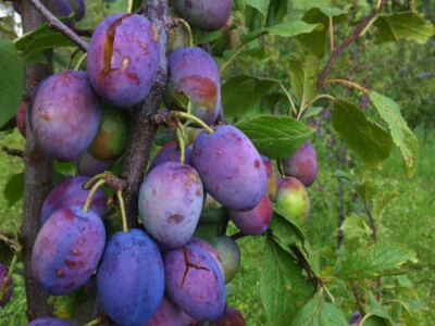 porodica-mujcic-iz-kozaruse