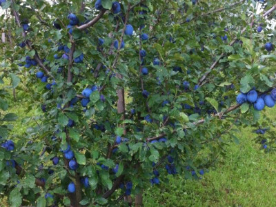 porodica-mujcic-iz-kozaruse1