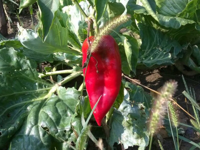 Izvor slike: Tihomir Sotinac Facebook