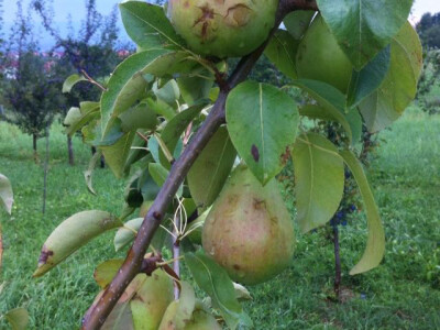 porodica-mujcic-iz-kozaruse3