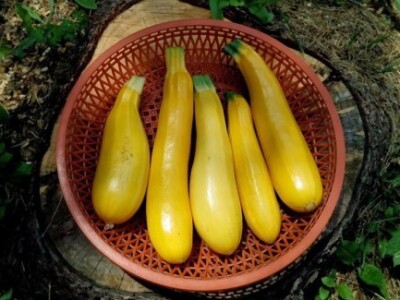 Agrikultura Orlović