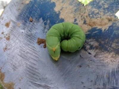 Agrikultura Orlović