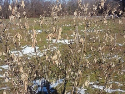 Lijeska OPG-a Čutić Lijeska OPG-a Čutić