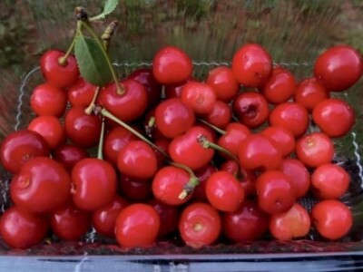 Agrikultura Orlović