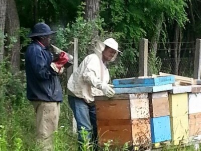 Organsko pčelarstvo Organsko pčelarstvo