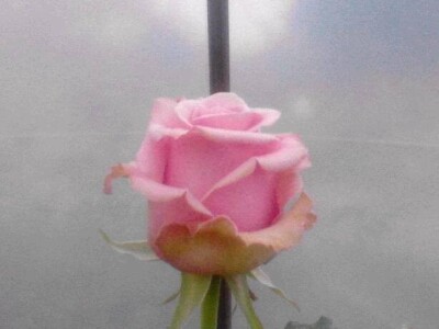 Ruže porodice Lazarević iz sela Maskare kod Varvarina