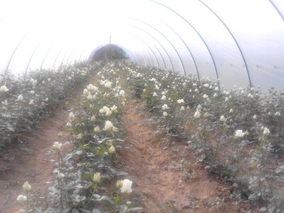 Ruže porodice Lazarević iz sela Maskare kod Varvarina