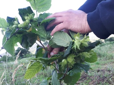 Lješnjak i orašasti plodovi su kulture nove generacije