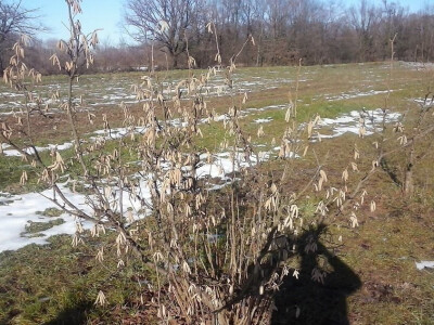 Lijeska je dvospolna biljka Lijeska je dvospolna biljka