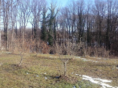 Nasad lješnjaka Nasad lješnjaka