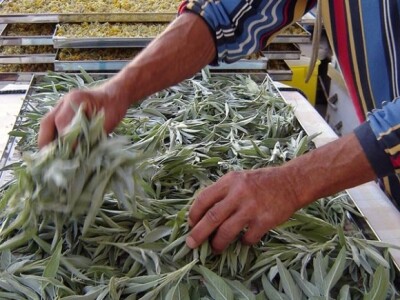 Ukrasno bilje je dio otoka Raba