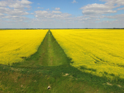 Polja uljane repice