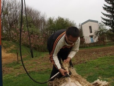 Bowenova tehnika šišanja ovaca