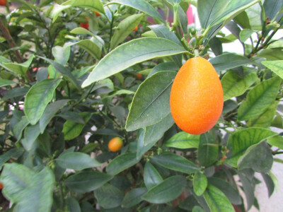 Mile uzgaja sve vrste agruma