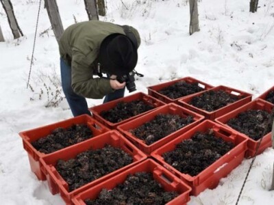 Najzahtjevnija berba koju samo rijetki vinogradari imaju