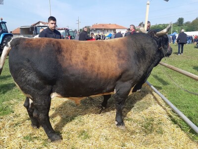 11. izložba stočarstva i ruralno stvaralaštva "Gračanica - Doboj Istok 2022"